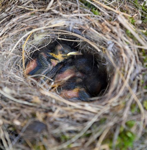 bird's nest nest birds