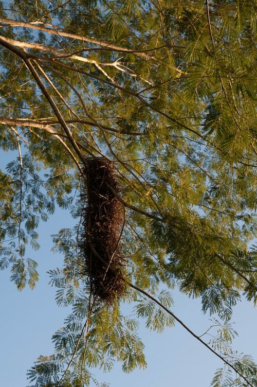 birds nest nest nature
