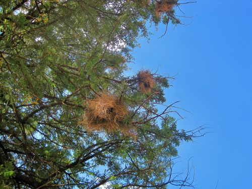 Bird&#039;s Nests In Tree
