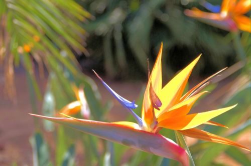 Birds Of Paradise