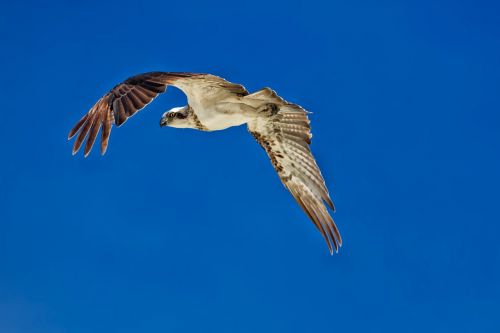 birds of prey flight osprey