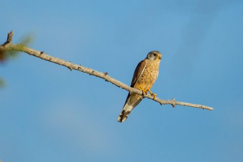 birds of prey kestrel break