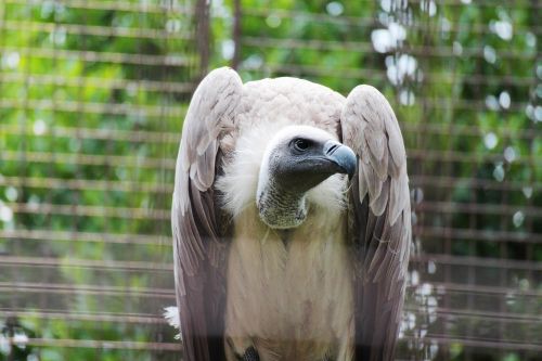 birds of prey animal bird