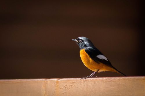 birds of the red belly angkhang redstart