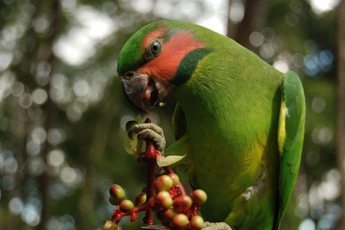 birds of typical cateches of natuna archipelago