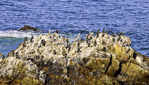 Birds On A Rock In Ocean