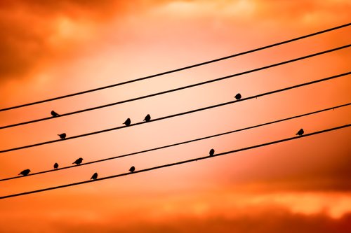 birds on a wire  sunset  sky