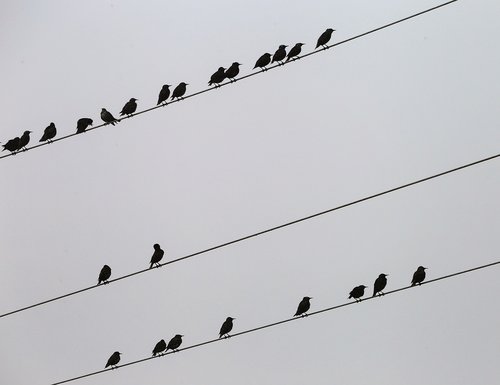 birds on electric wires  sterlings  fog