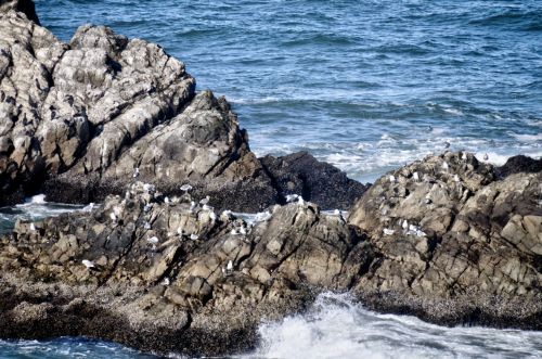 Birds On Ocean Rocks