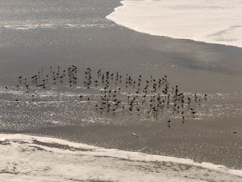 Birds On The Beach