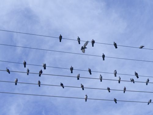 Birds On Wires