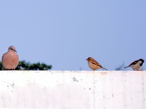 Birds Perched On A Wall