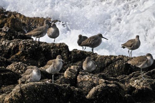 Birds, Rock And Ocean