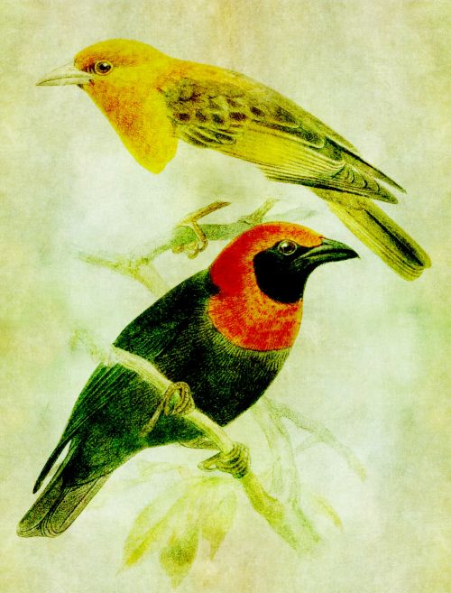 Birds Vintage Illustration
