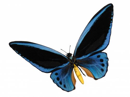 Birdwing Blue Butterfly