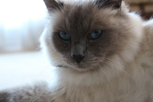 birman blue eyes cat