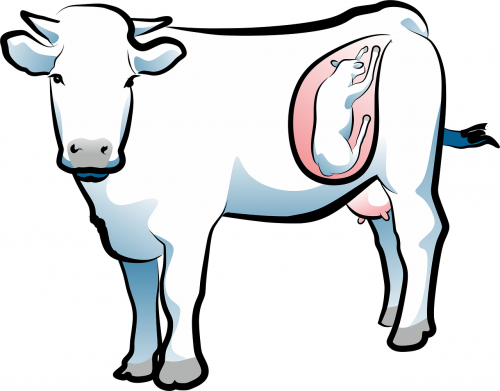 birth cow cattle