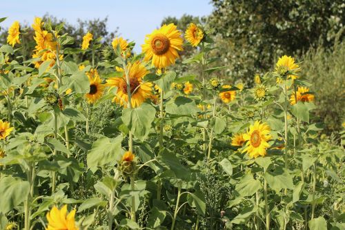 birthday bouquet sun flower sunflower field