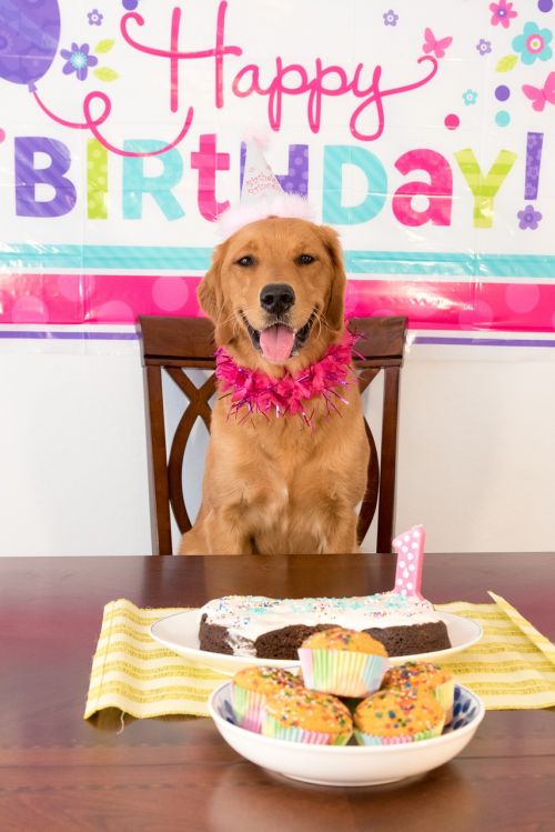 birthday dog dog smiling dog