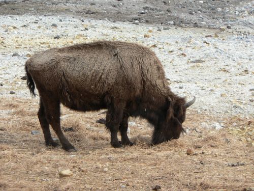 bison zoo bovine