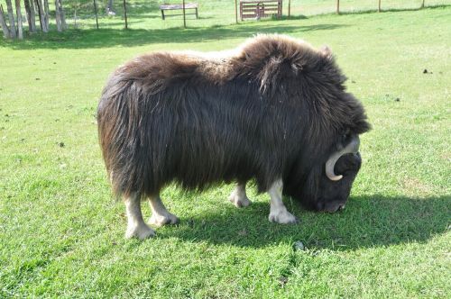 bison animal mammal