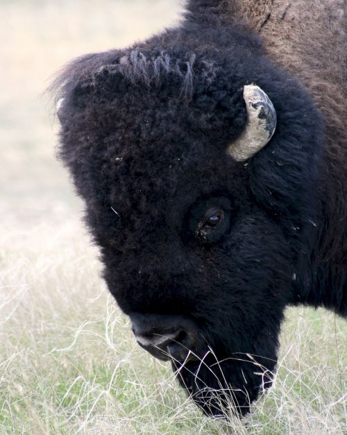 bison buffalo american