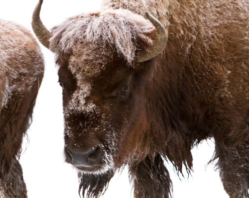 bison buffalo american