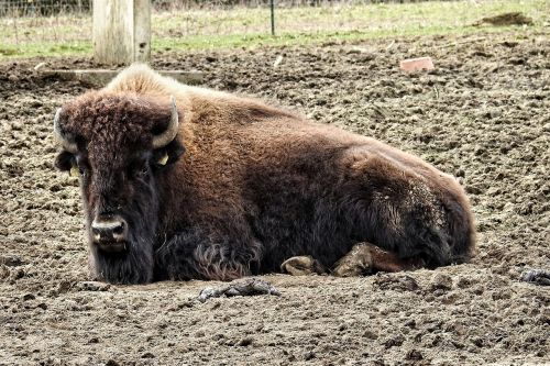 bison buffalo wild