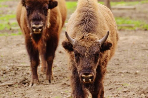 bison wildpark poing wild animal