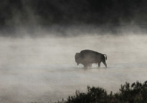 bison buffalo bull