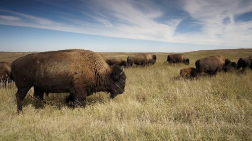 bison buffalo herd