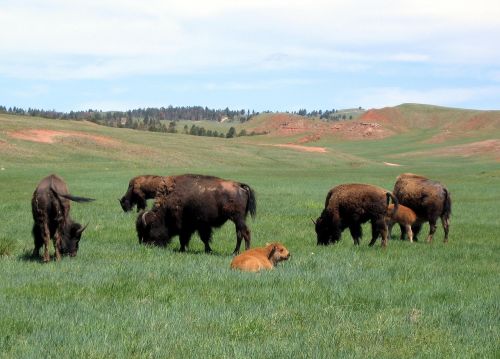 bison buffalo herd