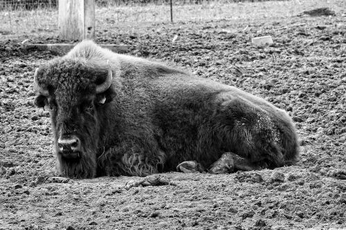 bison pasture horns