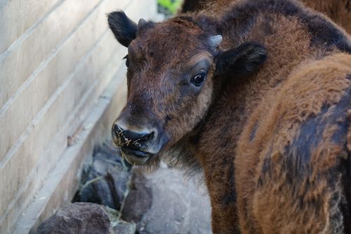 bison baby ungulate