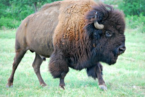 bison buffalo male buffalo