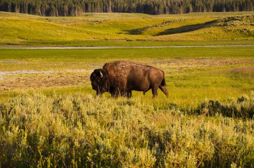 bison yellowstone wyoming