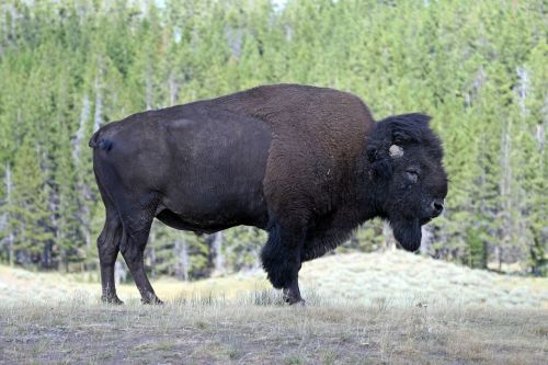 bison yellowstone america