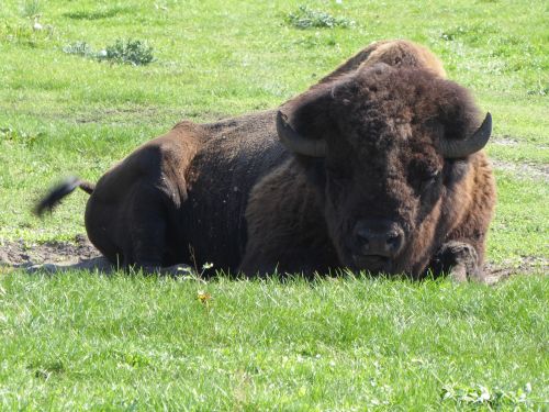 bison kurozweki animal