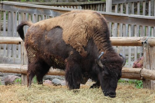 bison zoo animal