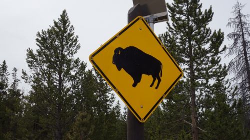 bison buffalo yellowstone