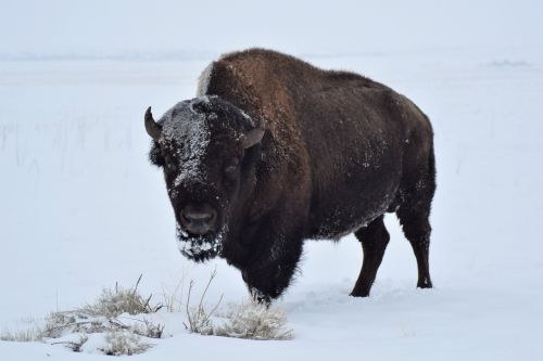 bison buffalo winter