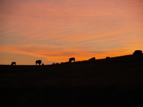 bison buffalo sunrise