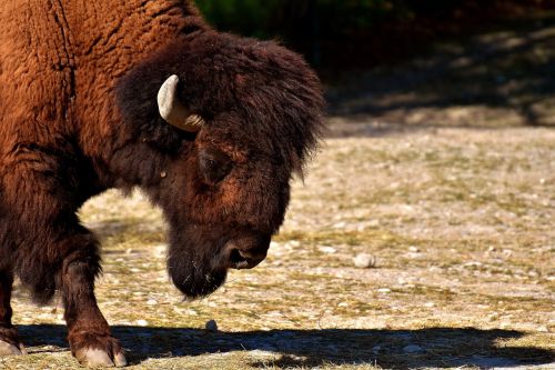 bison beef horned