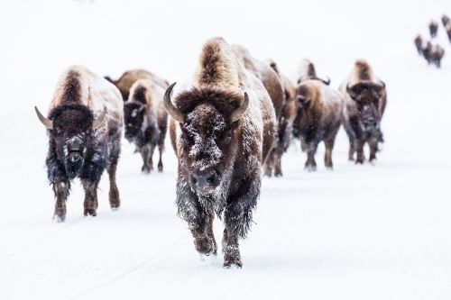 bison buffalo group
