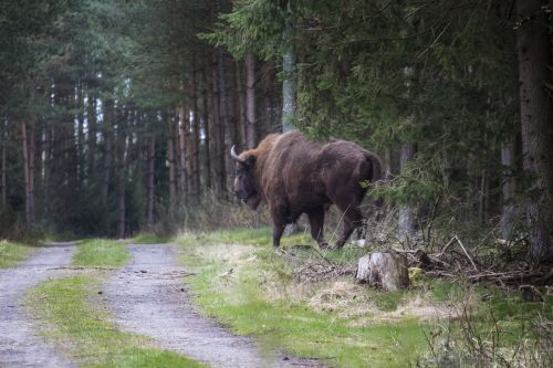bison forest nature