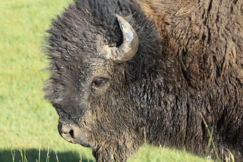 bison yellowstone nature