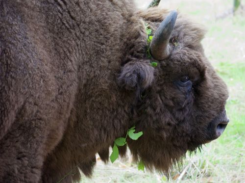 bison buffalo wildwood