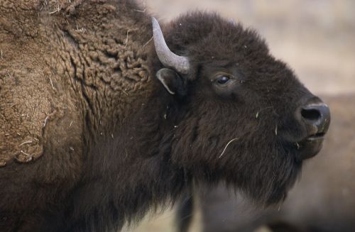 bison buffalo animal