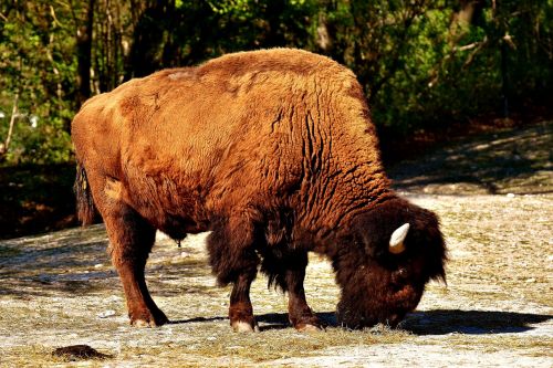 bison wild animal animal world