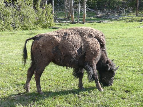 bison american buffalo wildlife